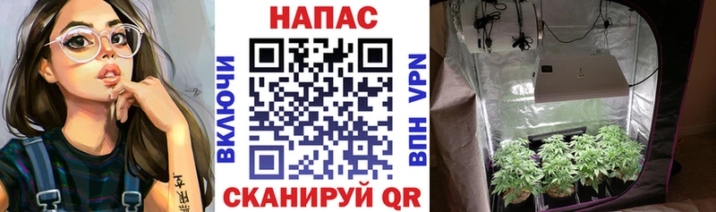Марихуана OG Kush  Кизел 